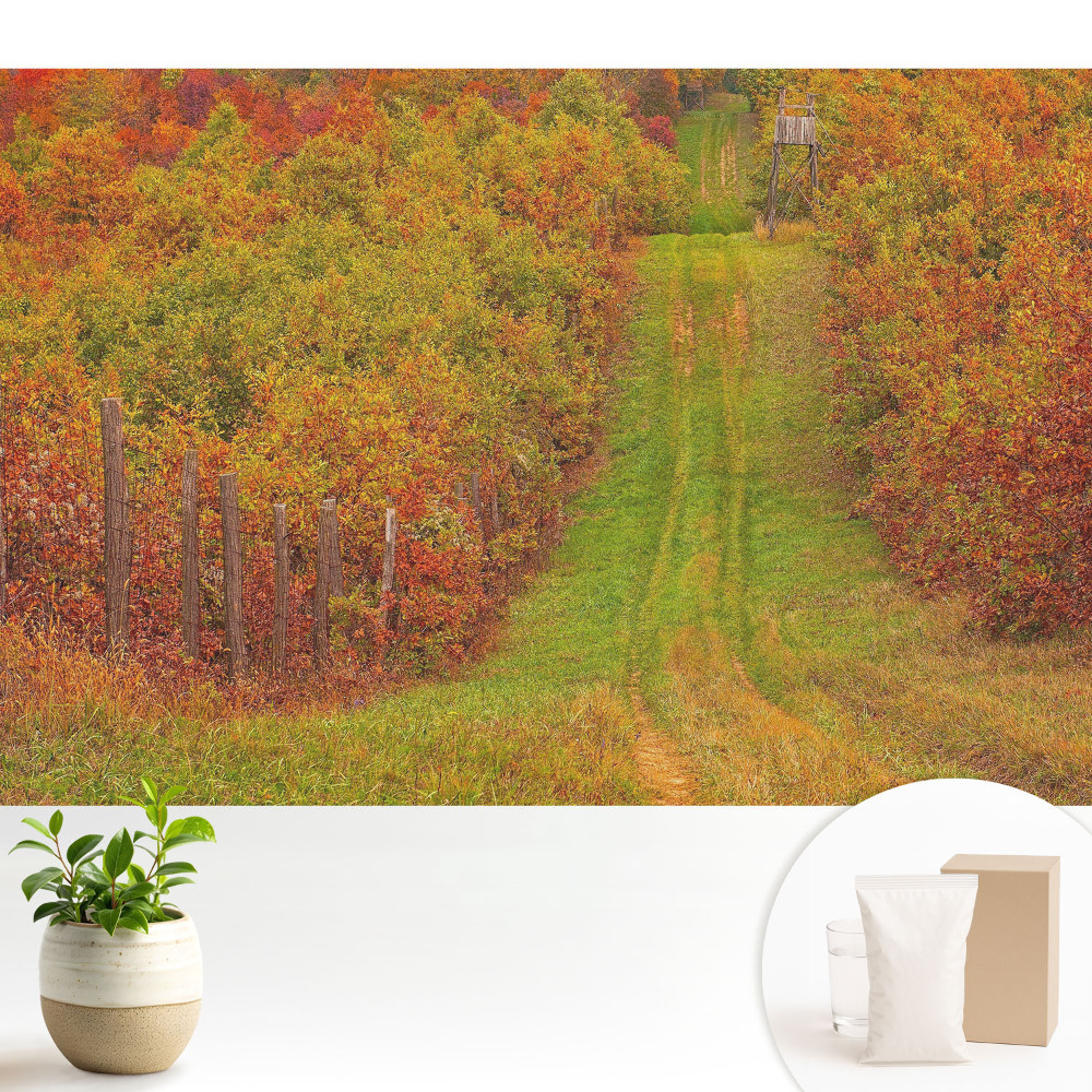 Un drum de toamnă printre copaci colorați