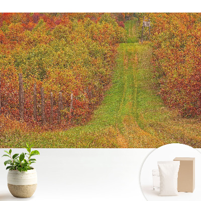 Un drum de toamnă printre copaci colorați