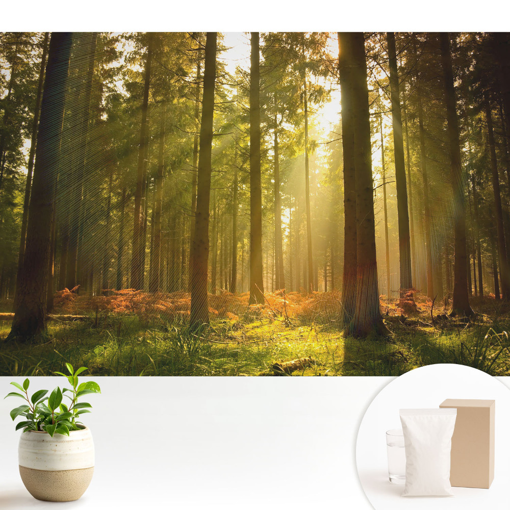 Pădure însorită dimineața