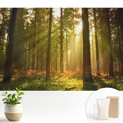 Pădure însorită dimineața