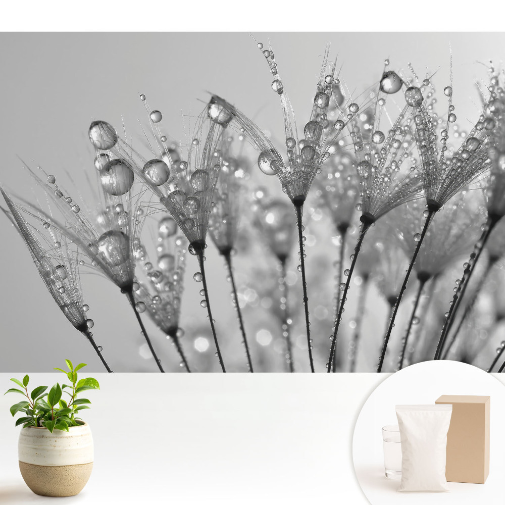 Picături pe semințe de păpădie