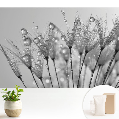 Picături pe semințe de păpădie