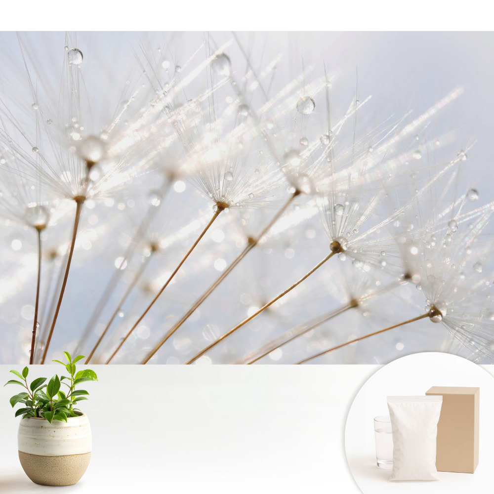 Păpădie cu picături de rouă