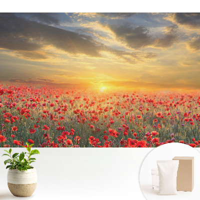 Un câmp de maci dimineața, un apus de soare uimitor