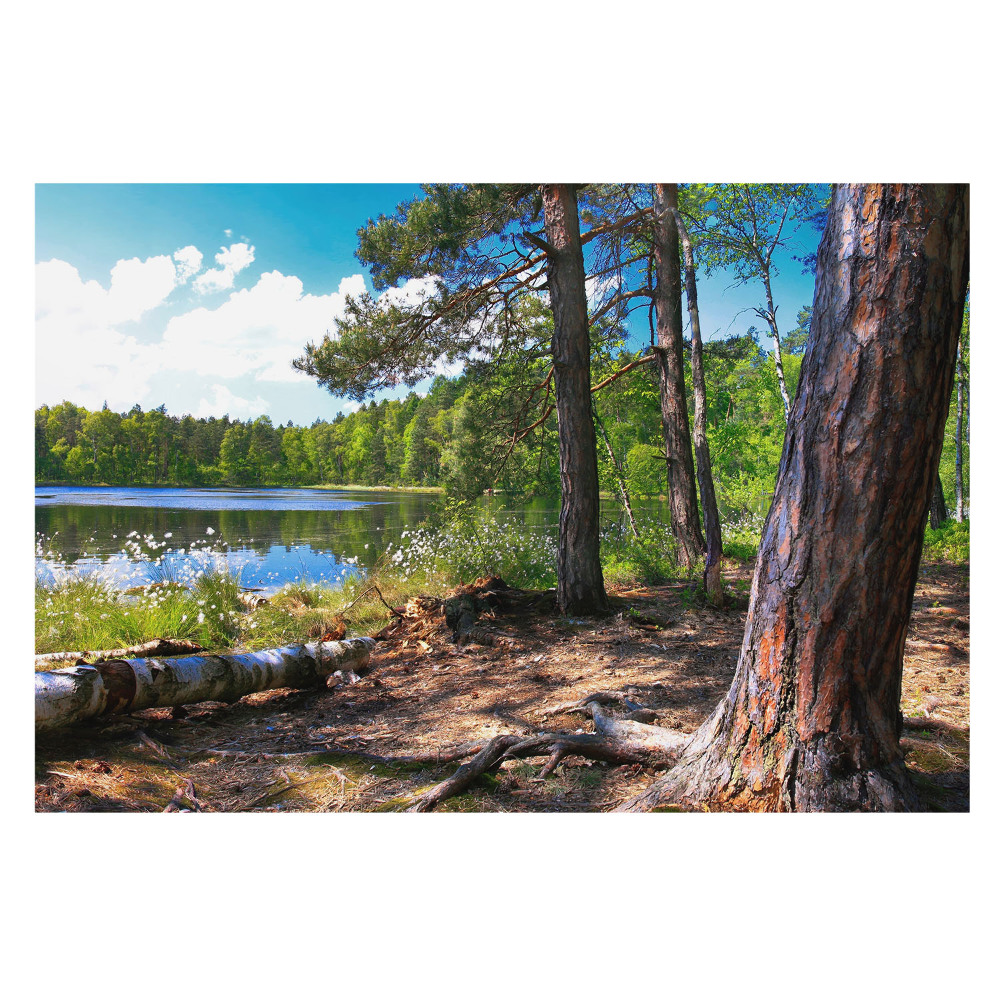 Peisaj forestier lângă lac în tonuri naturale, atmosferă de liniște
