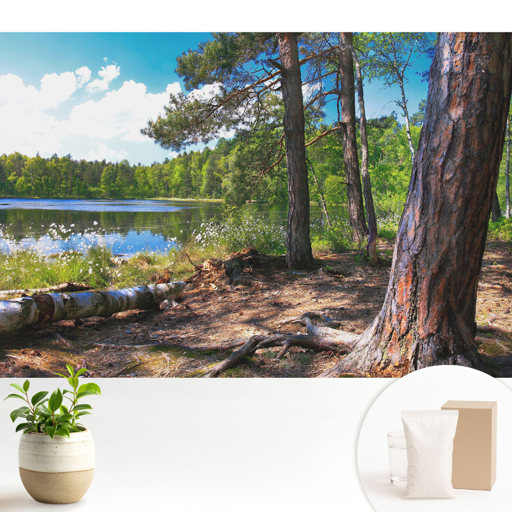 Peisaj forestier lângă lac, pace naturală