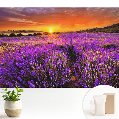 Apus de soare pe câmpurile de lavandă