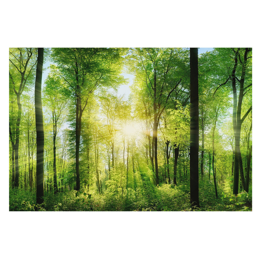 Pădure verde în razele soarelui