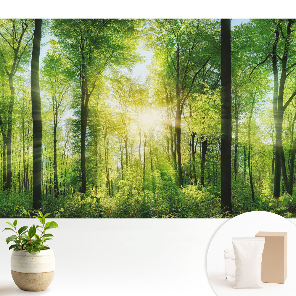 Pădurea verde în razele soarelui