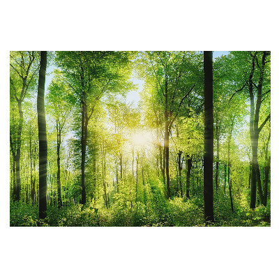 Pădure verde în razele soarelui