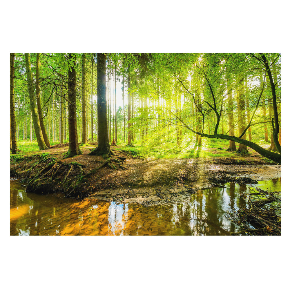 Pace în pădure cu lumină blândă și un pârâu șerbând