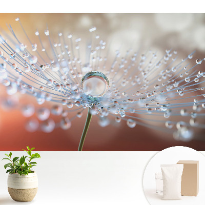 O picătură transparentă pe firele păpădiei