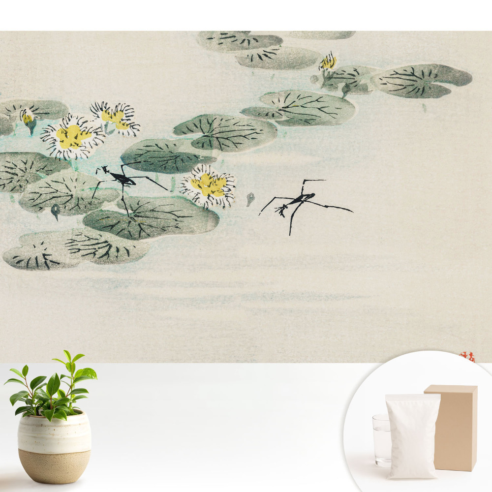 Nuferi pe fundalul apei