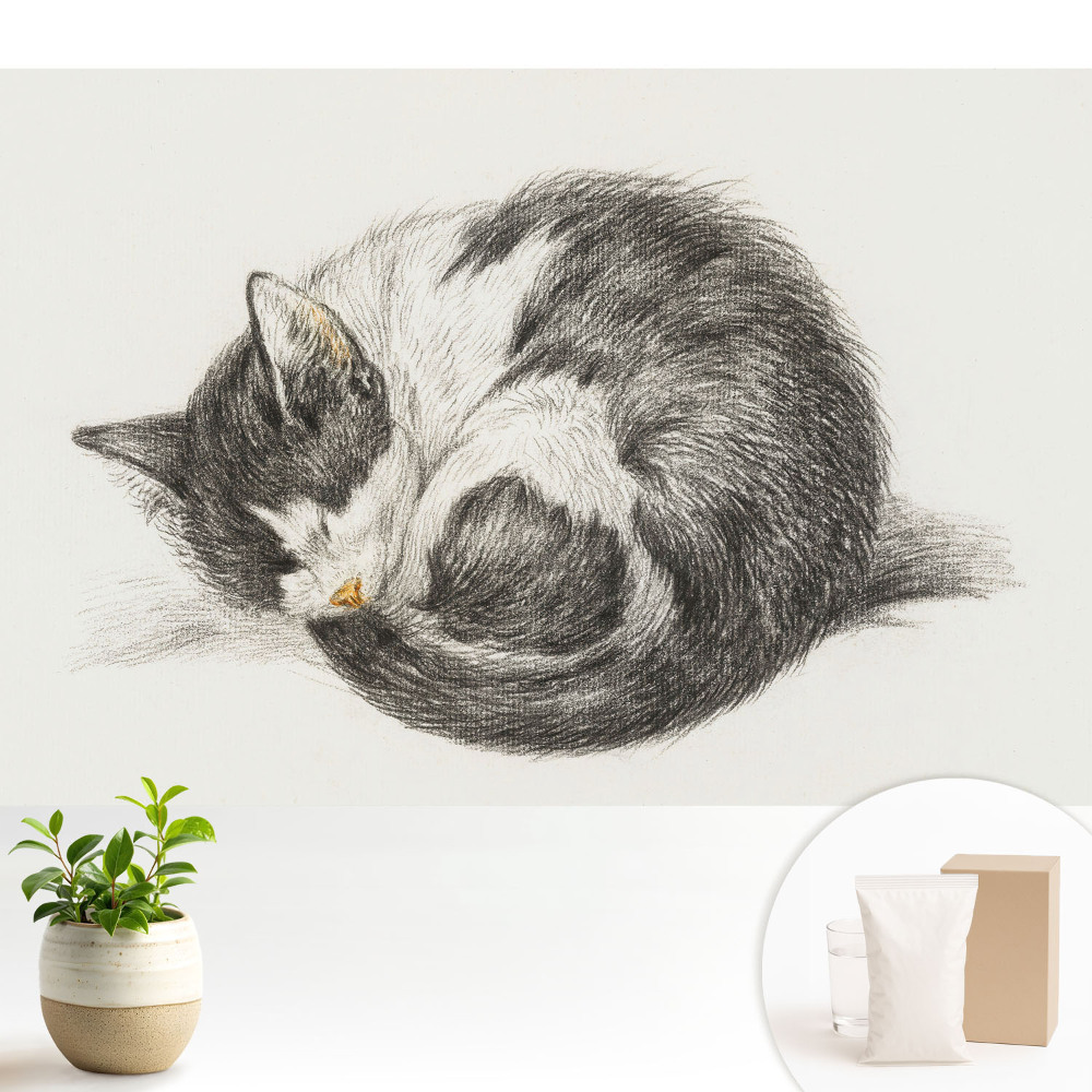 Ilustrație centrală a unui pisoi adormit