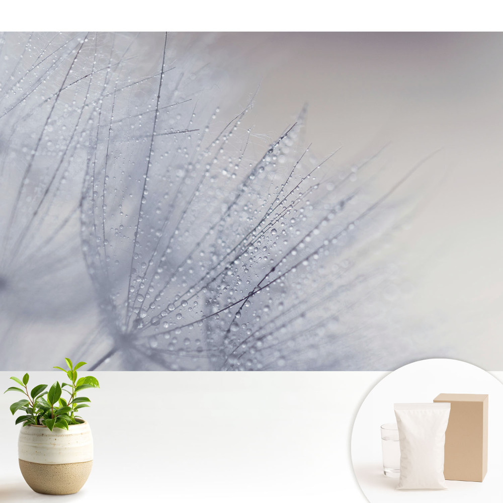 Macro de picături pe fibrele de păpădie