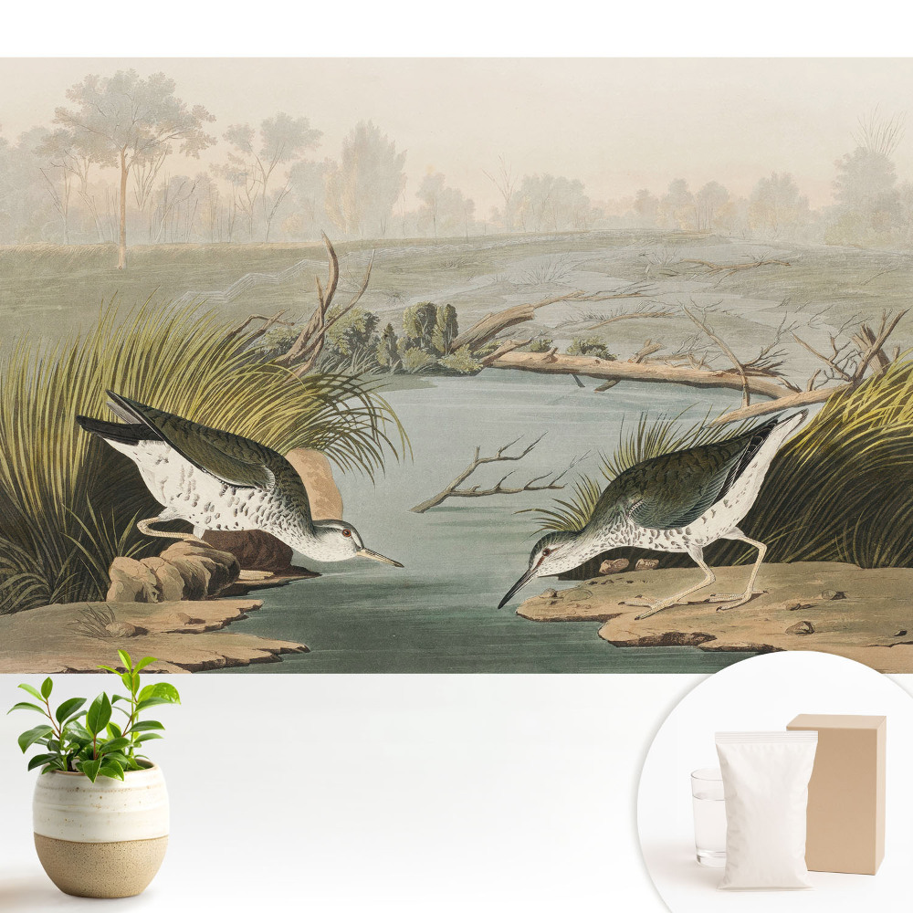 Păsări lângă lac, armonia naturii