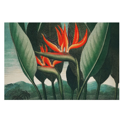 Plante exotice pe fundal verde