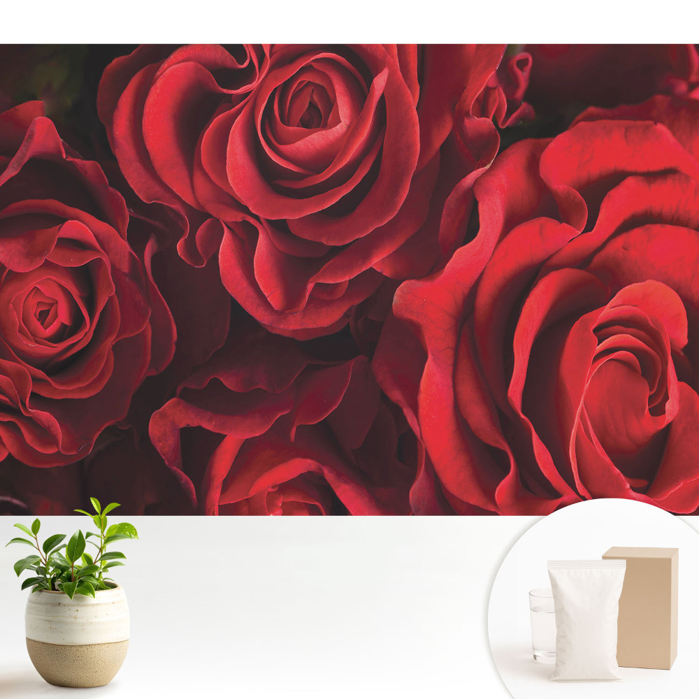 Trandafiri roșii armonios de eleganți