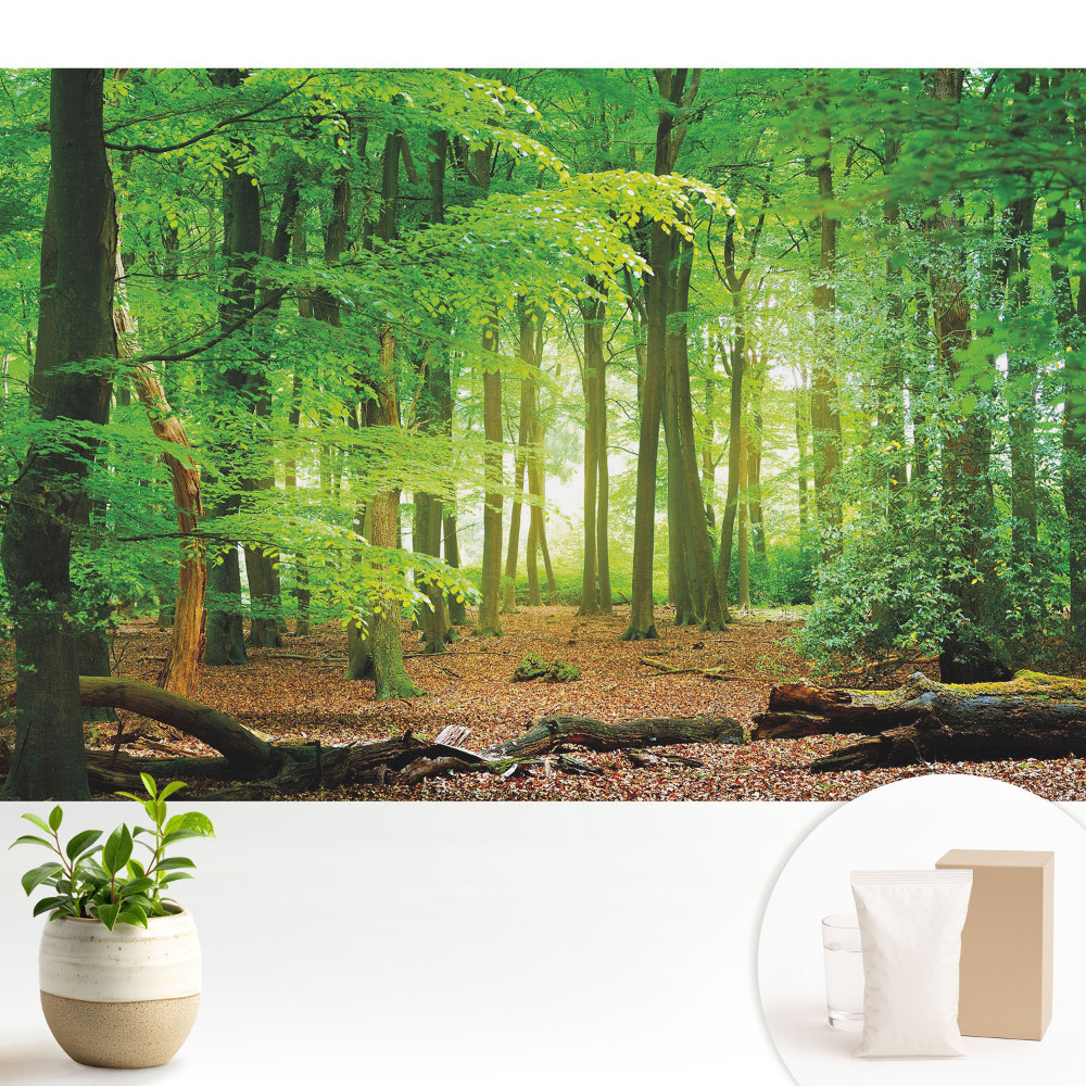 Peisaj forestier cu raze de soare