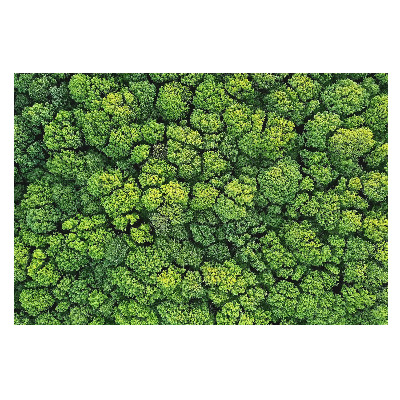 Pădurea verde privită de sus