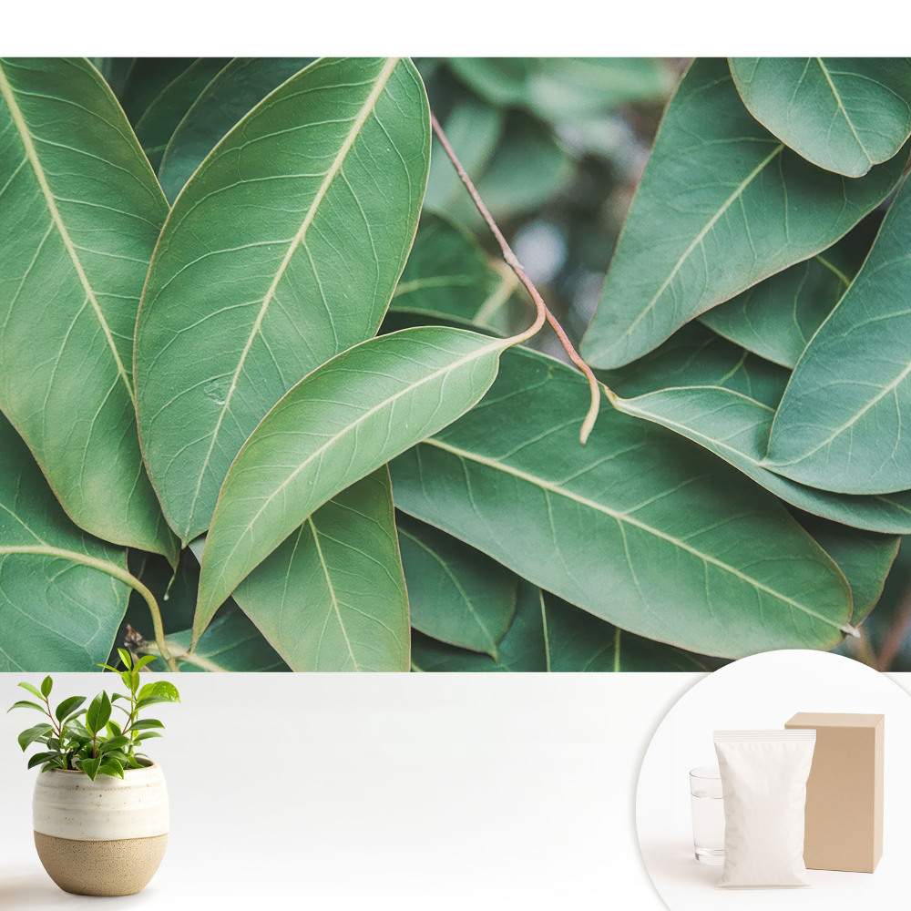 Armonie minimalistă a frunzelor verzi