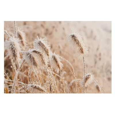 Îngheț pe iarbă — frumusețea iernii în natură