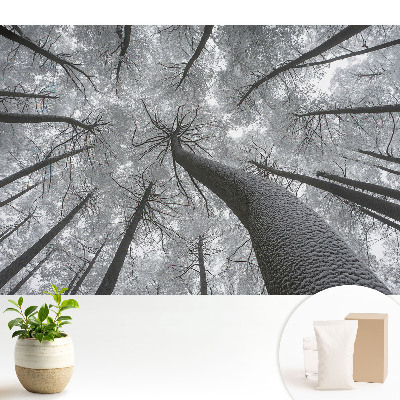 Pădurea de iarnă de jos