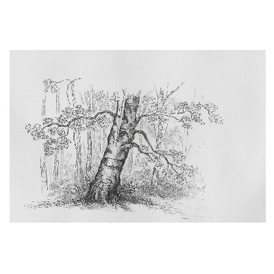 Desen cu un copac în pădure