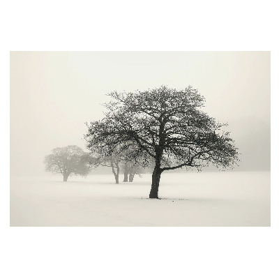 Copaci în peisaj de iarnă cu ceață