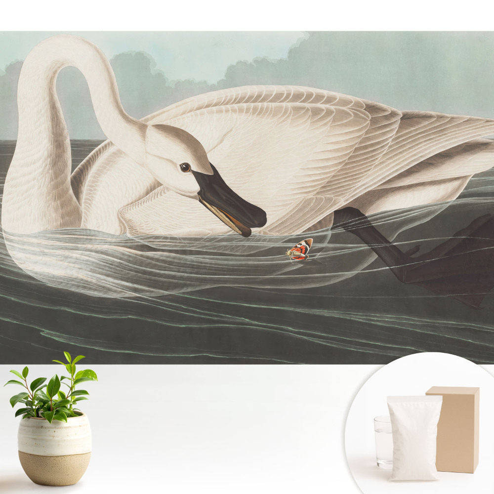 O lebădă la suprafața apei