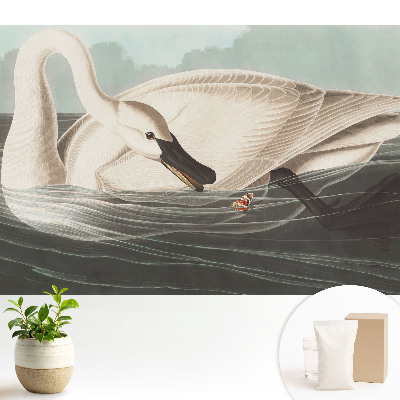 O lebădă pe suprafața apei