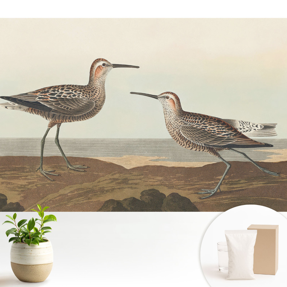 Două păsări pe malul mării