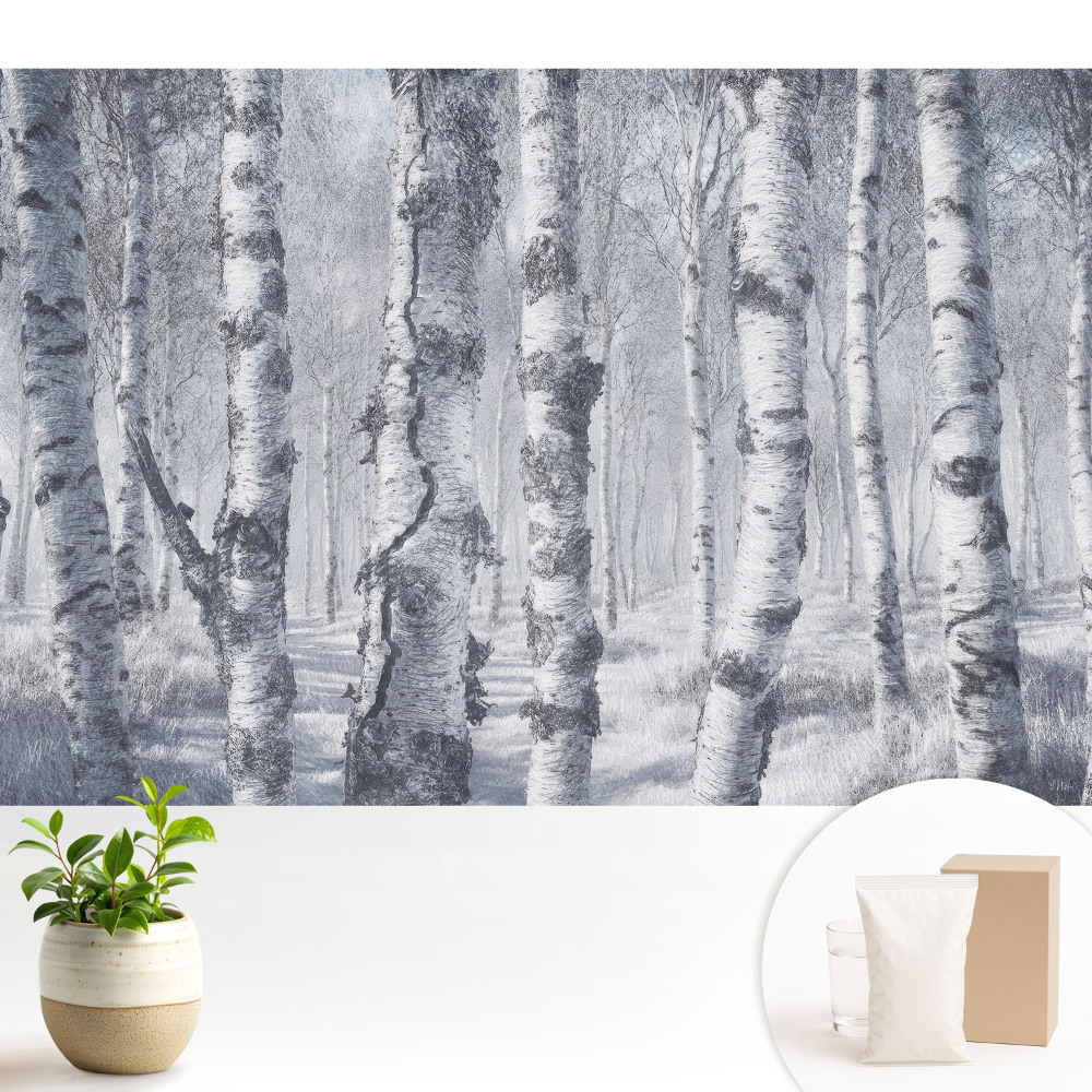 Pădure de mesteacăn de iarnă