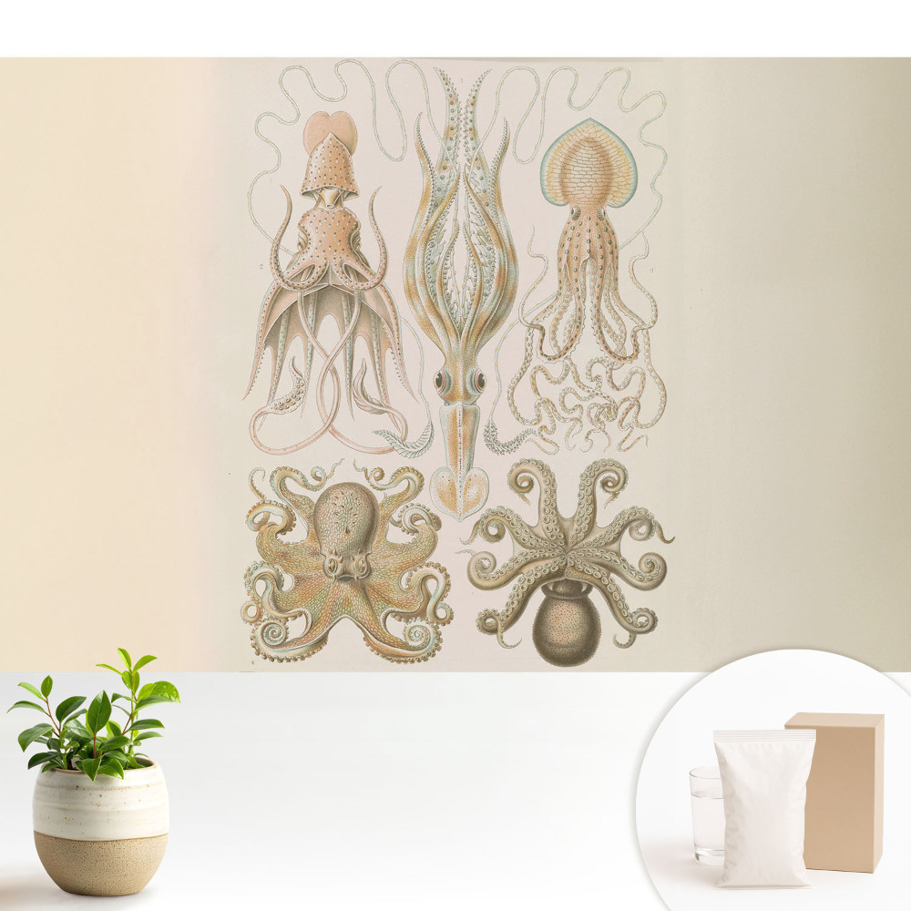 Armonia detaliilor cefalopodelor marine