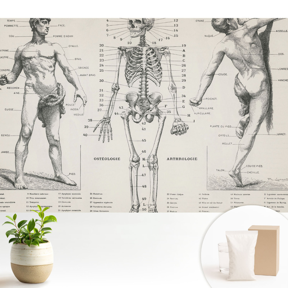 Ilustrații anatomice în stil retro