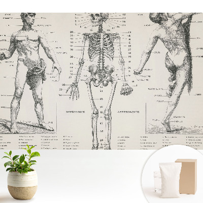 Ilustrații anatomice în stil retro