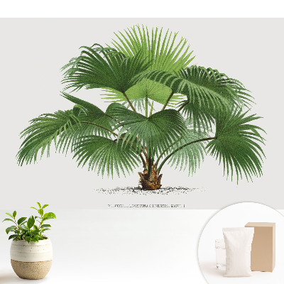 Eleganța clasică a palmierului