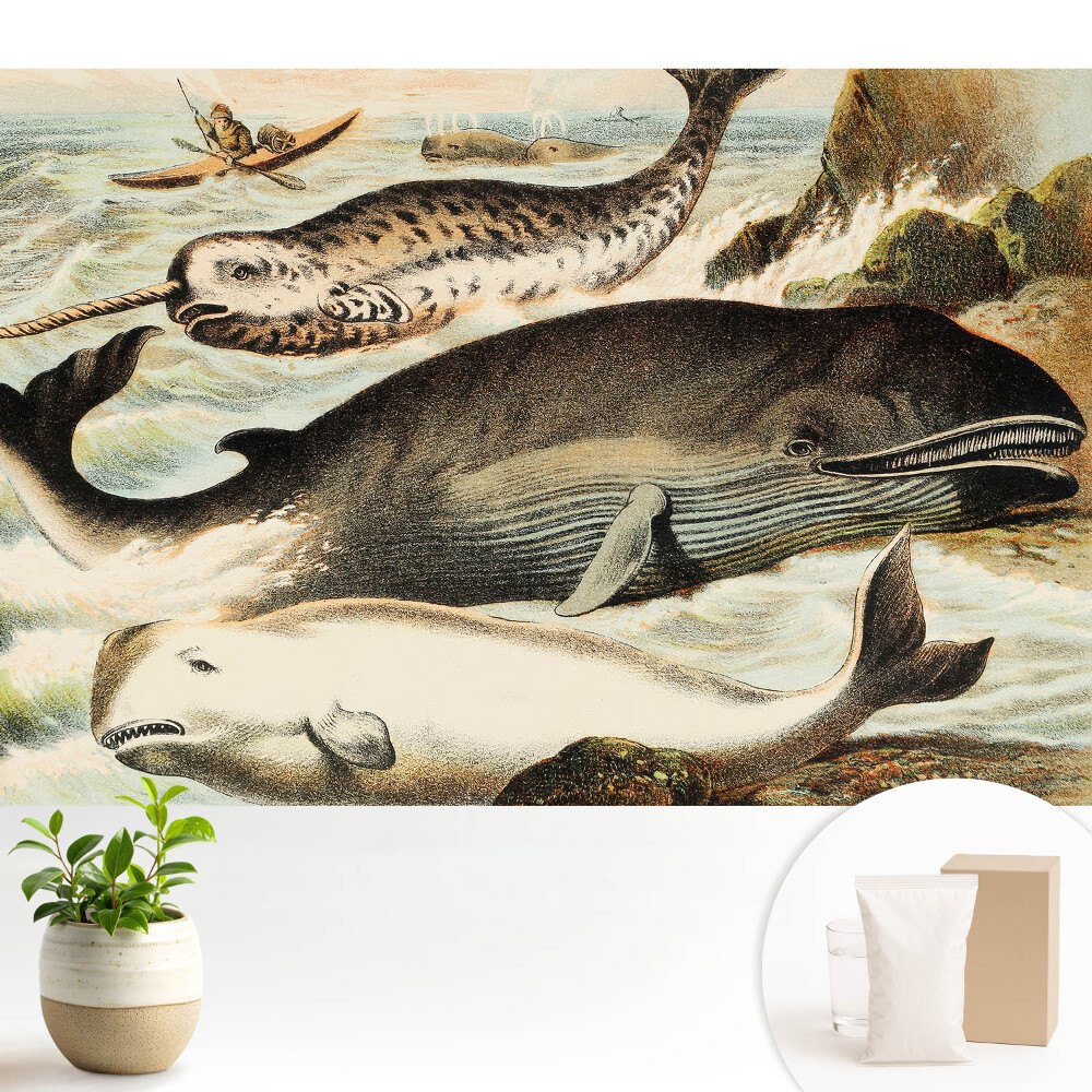 Ilustrație clasică a cetaceelor ​​cu narval