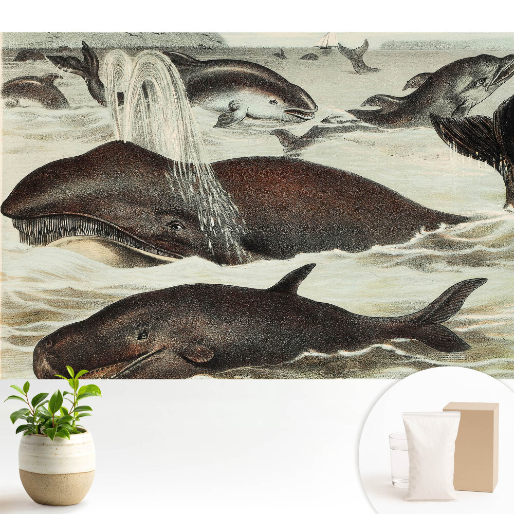 Armonia animalelor acvatice