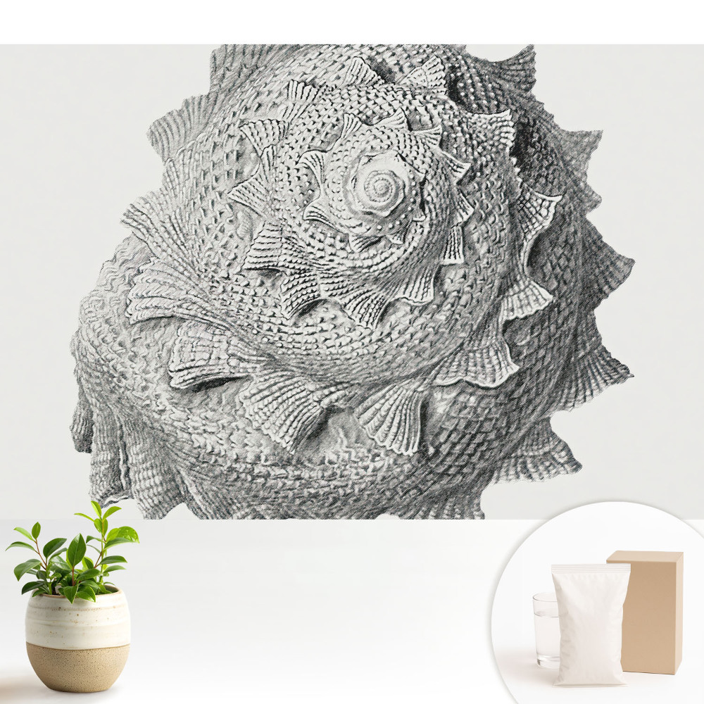 Armonie vizuală în formă de coajă spirală