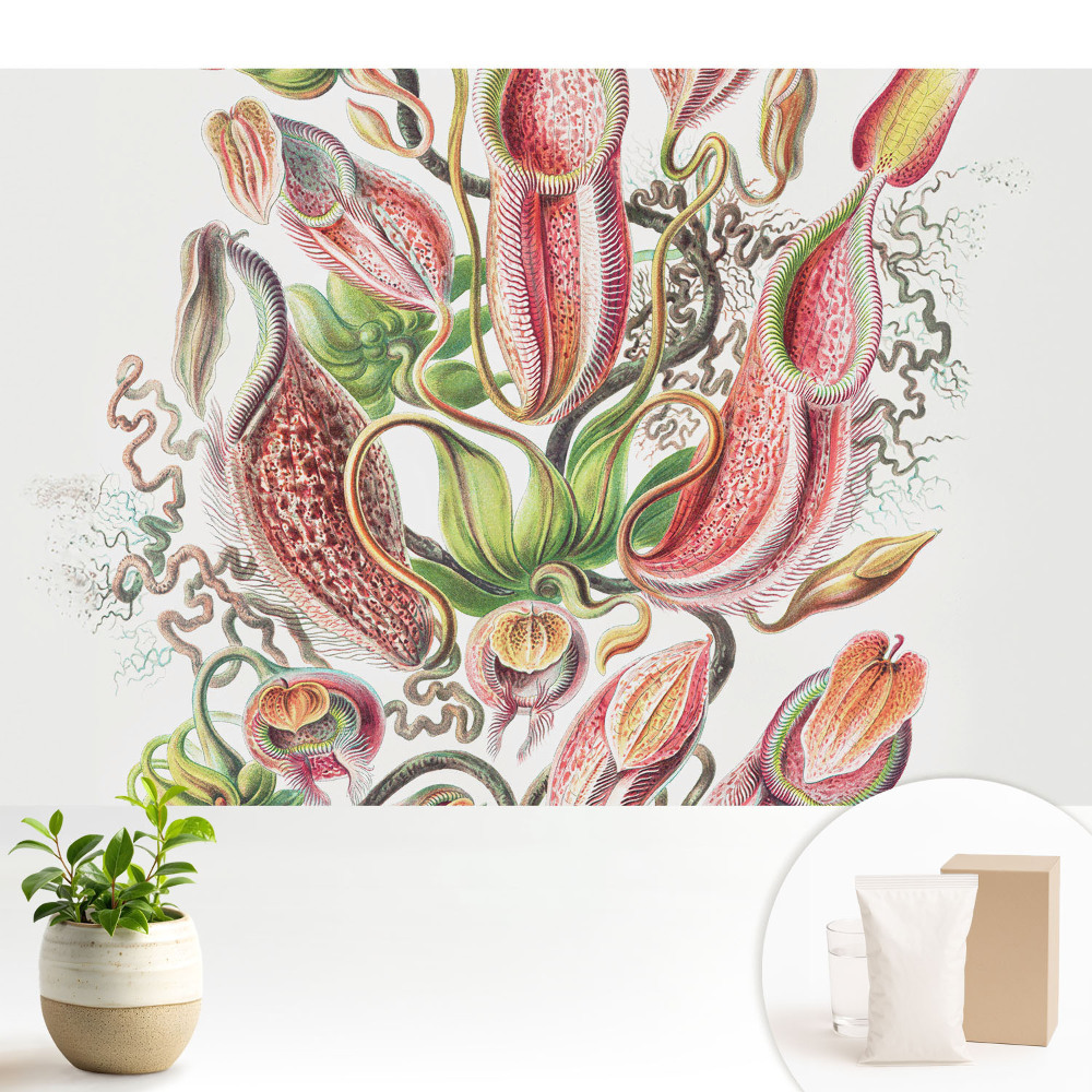 Plante insectivore exotice