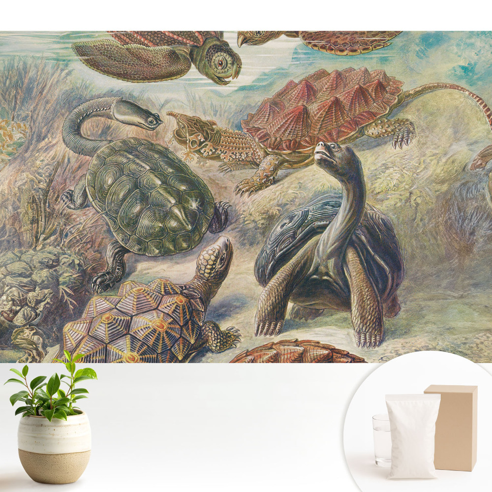 Diverse țestoase în peisaje acvatice