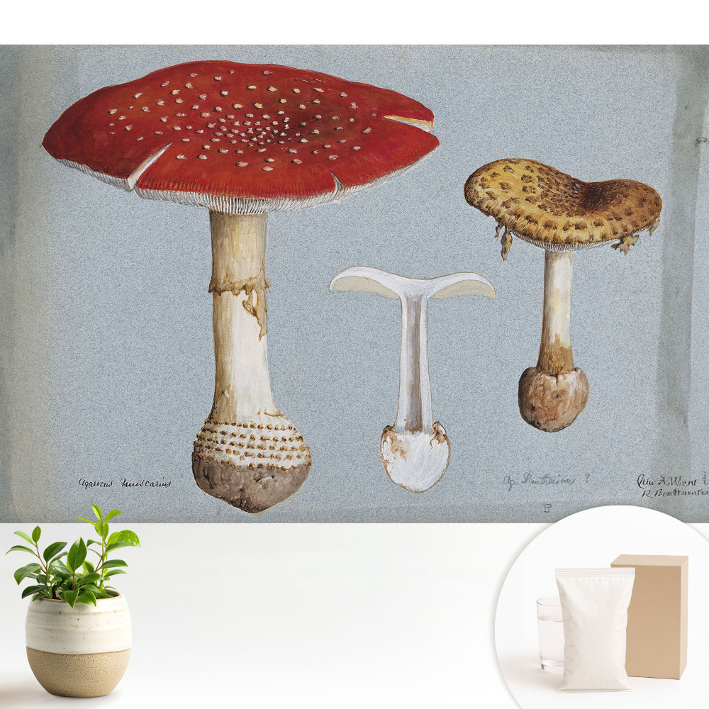 Ilustrație clasică cu ciuperci