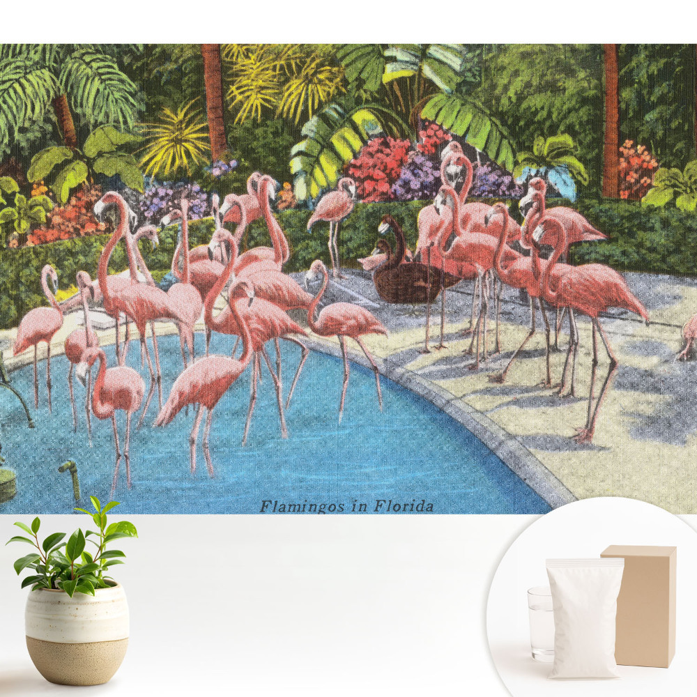 Flamingo lângă piscină