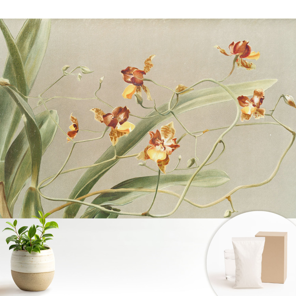 Orhidee frumoase pe un fundal gri