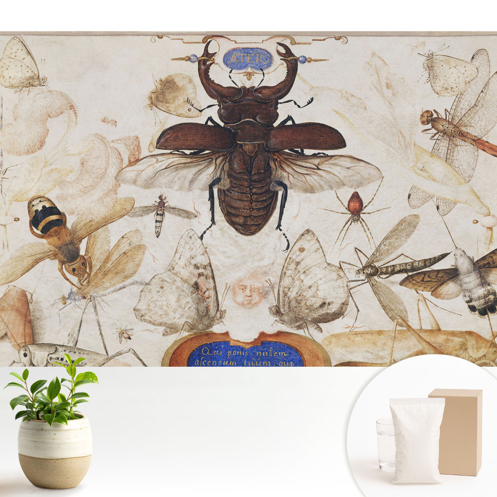 Insecte fluturi păianjen simetrie clasică