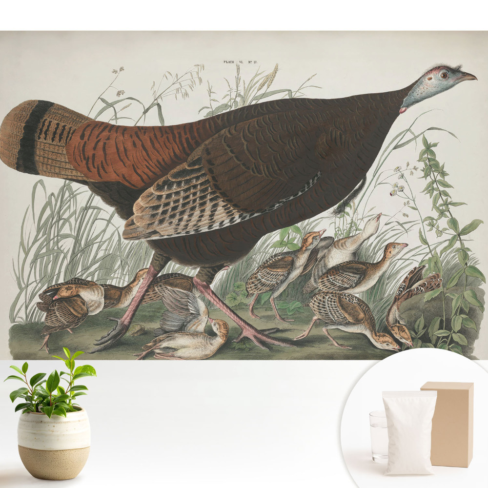 Ilustrație naturală de curcan sălbatic