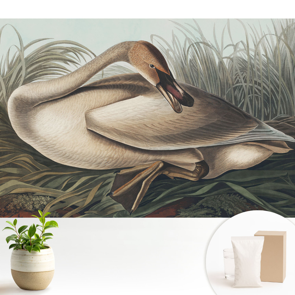 O lebădă clasică cu plante în fundal