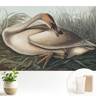 O lebădă clasică cu plante în fundal