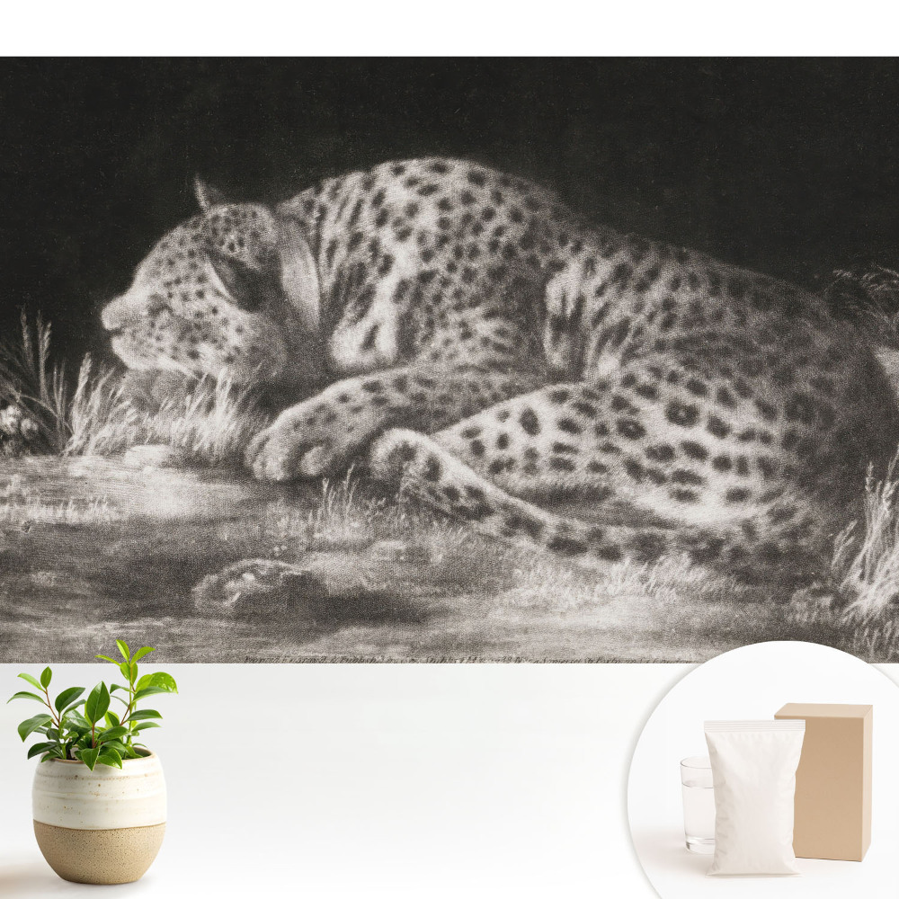 Un leopard care se odihnește în iarbă